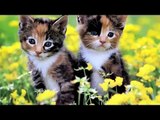 Cute Kittens Happy 2015 - Cute Kittens Video Clip: Best Compilation The Most Beautiful Pets ! ?