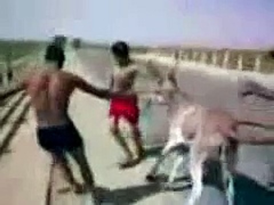 its a very funny Video 2 Tune pk?syndication=228326