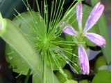lirio buchon acuático con flor plantas acuáticas de venta en Colombia 3128814212WhatsApp
