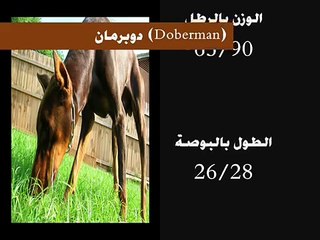 أشرس و أقوى عشر كلاب فى العالم