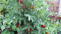 Great Container Tomatoes: The 'Black Plum' Heirloom - The Rusted Garden 2013