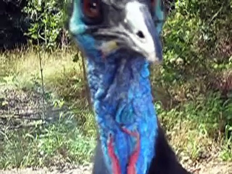 Cassowary -OMG I'm so scared