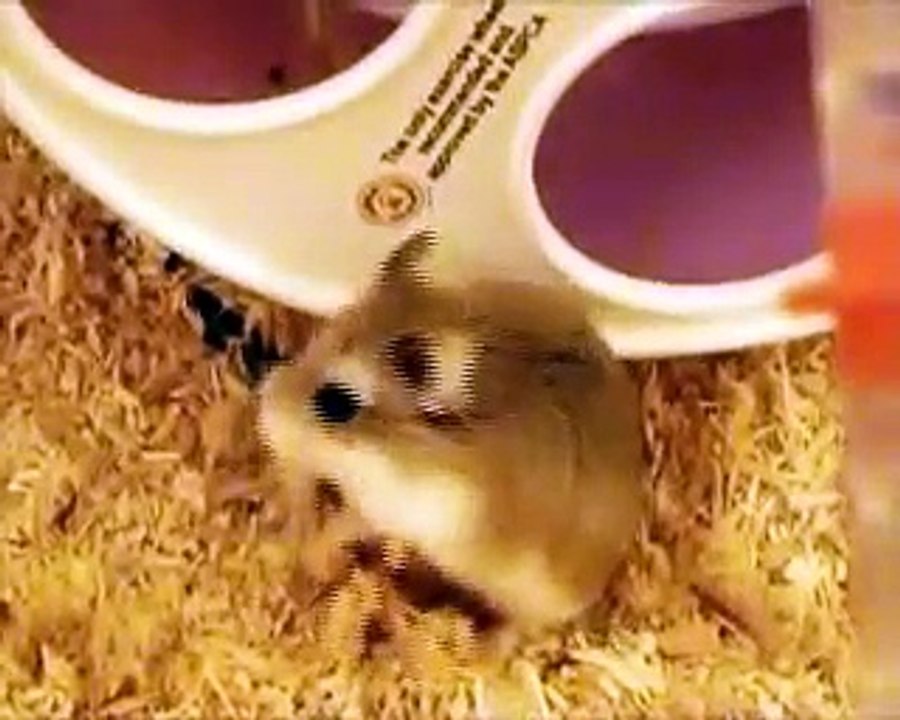 Roborovski hamster: Hanni, Nanni & Manni