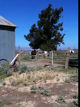 Mares in heat how it changes Horses & Herd Behavior - Rick Gore Horsemanship