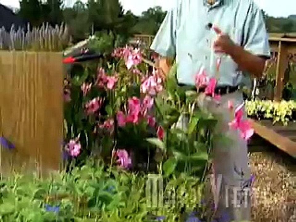 Mandevilla