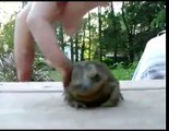 Sevilmek Hoşuna Giden Tatlı Kurbağa