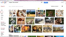 Google Search Tip 13 - Basic Image Search