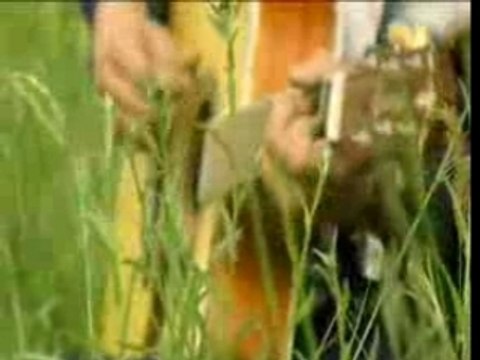 Babyshambles/Pete doherty Fuck for ever