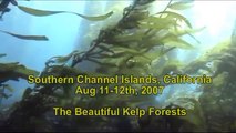 California Kelp Forest diving - 2007
