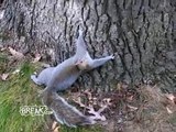 Drunk Squirrel Tries to Climb Tree - Break Fails