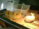 Albino Burmese Python eats a Rabbit