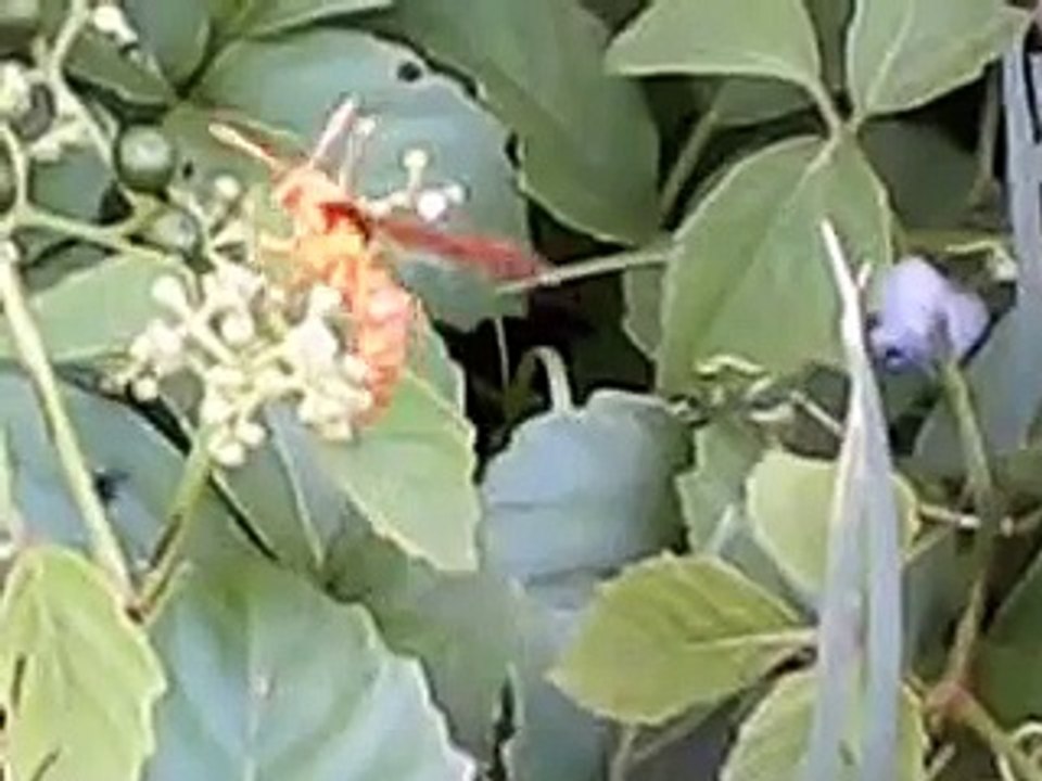 honey sucking worm in the jungle