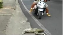 strange CREATURE found on road this creature was try to cross the road a man cam and helps to cross the road watch this amazing miracle creature