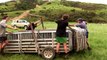 Sheep Station NZ - the tailing Crew