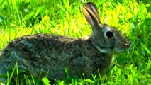 Minnesota Rabbit