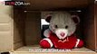 Life Bekar Hai- Cute Teddy Bear Singing Funny Hindi Song   L