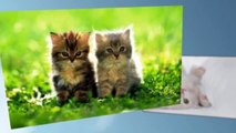 Best loving Kittens: Best Compilation The Most Beautiful and Fun Pets ! ?