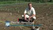 How to Grow Strawberries: Planting A Strawberry Bed