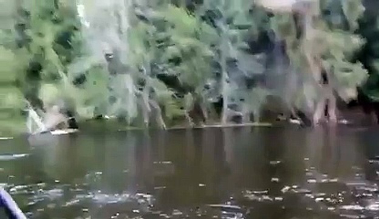 robber eagle
