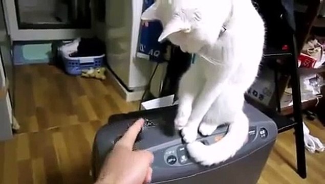cat hurries open lids