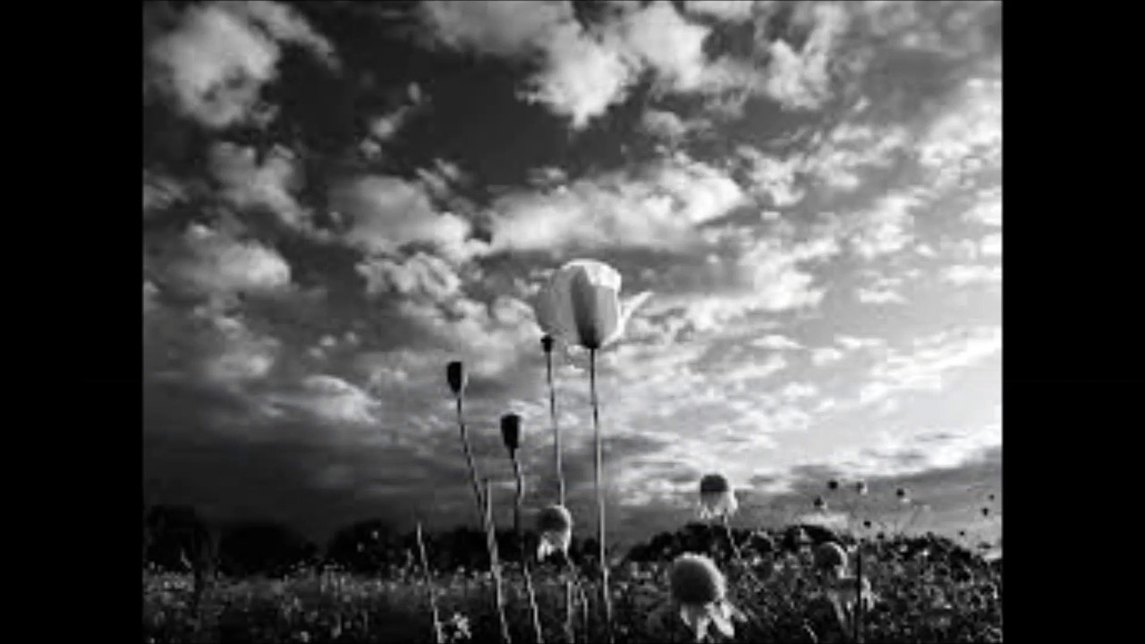 Desiderii Marginis - Silence Will Stop Our Hearts