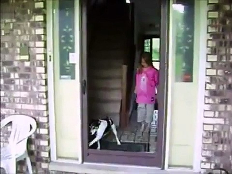 dog vs door