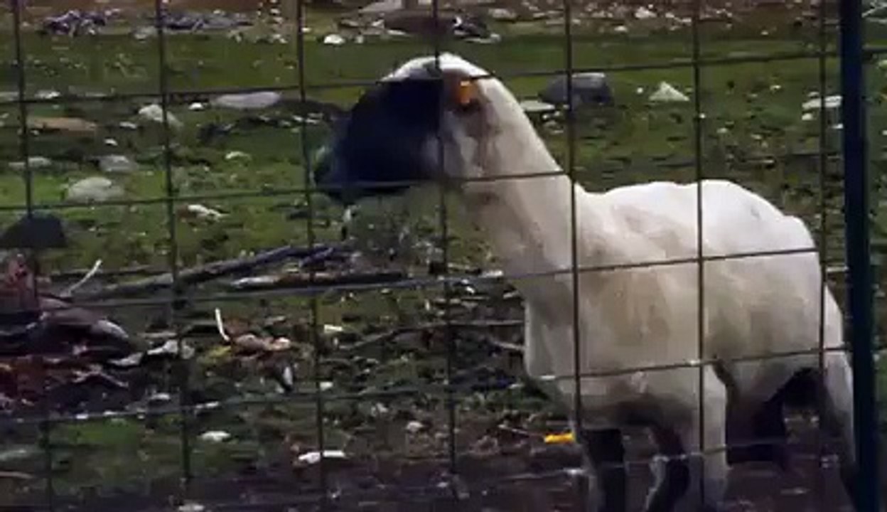 goat cry