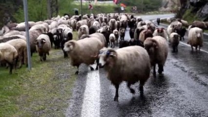 Doğu Karadeniz Yaylalarına Göç Başladı