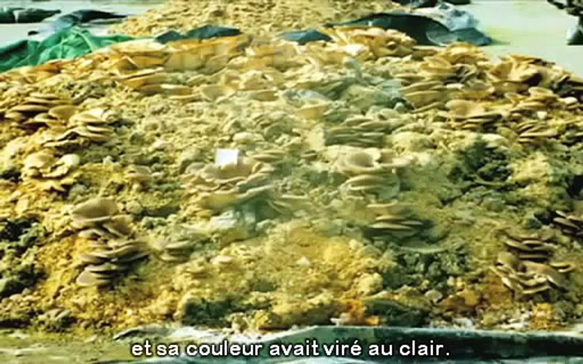 Paul Stamets des champignons pour sauver le monde