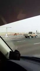 Il court après un dromadaire sur l'autoroute (Dubaï)