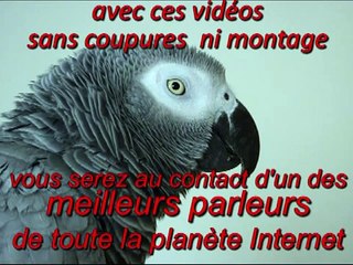 Enzo en direct ; le perroquet champion absolu des parleurs