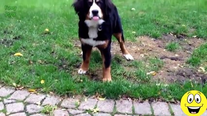 Funny Cats and Dogs vs Lemons - Best Funny Videos