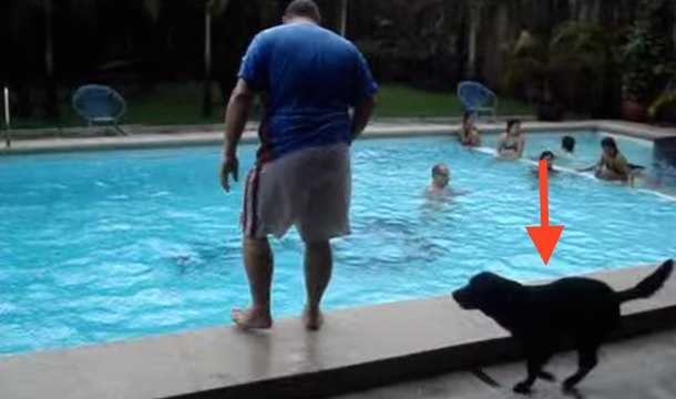 Ce chien court au bord de la piscine, quand soudain...