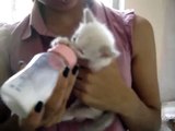 Cute kitten moves her ears while drinks milk!!!