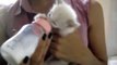 Cute kitten moves her ears while drinks milk!!!