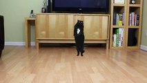 N2 the Talking Cat S3 Ep2 - Oppa Gangnam Style Cat Parody