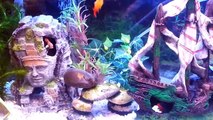 HD Amazing Tropical Community Fish Aquarium Tank - Shark, rainbow, tetra, molly guppy, swardfish