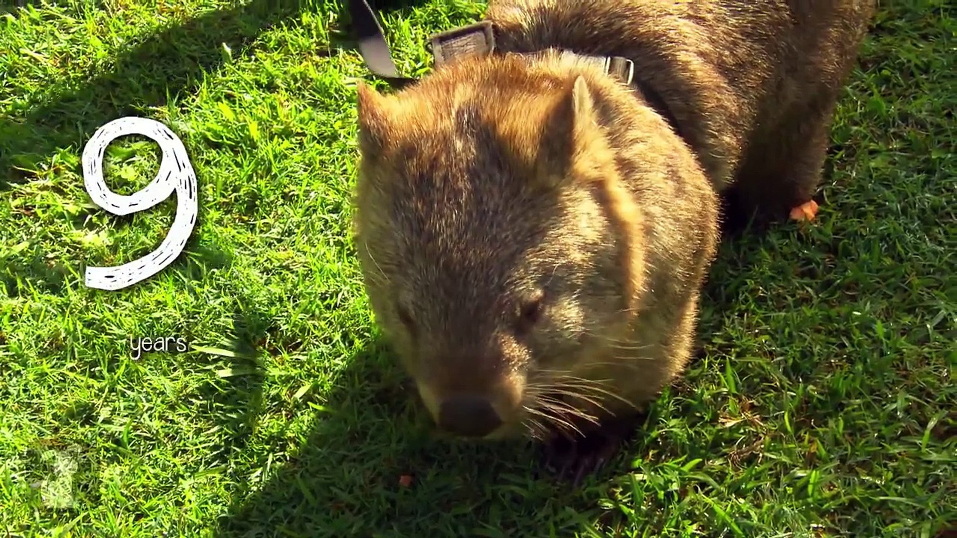 Bindi & Robert Irwin feature - Wombat (Kato)- Growing Up Wild.