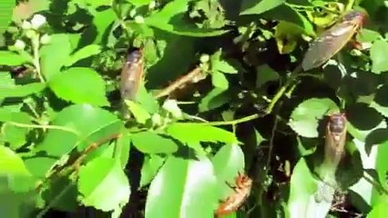 Dr Karl explains the Australian cicada and the prime number connection