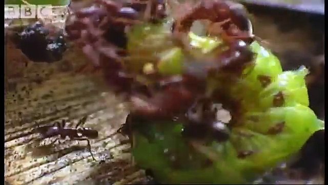 Tiny driver ants Vs red ants - Ant Attack - BBC wildlife