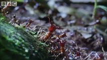 Ants Vs Crabs - a surprising winner! - Ant  Attack - BBC wildlife