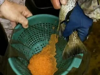 Der Lachs kommt zurück [Revitalisierung eines Gewässers in Schleswig Holstein]