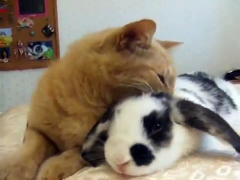 the cat and the bunny