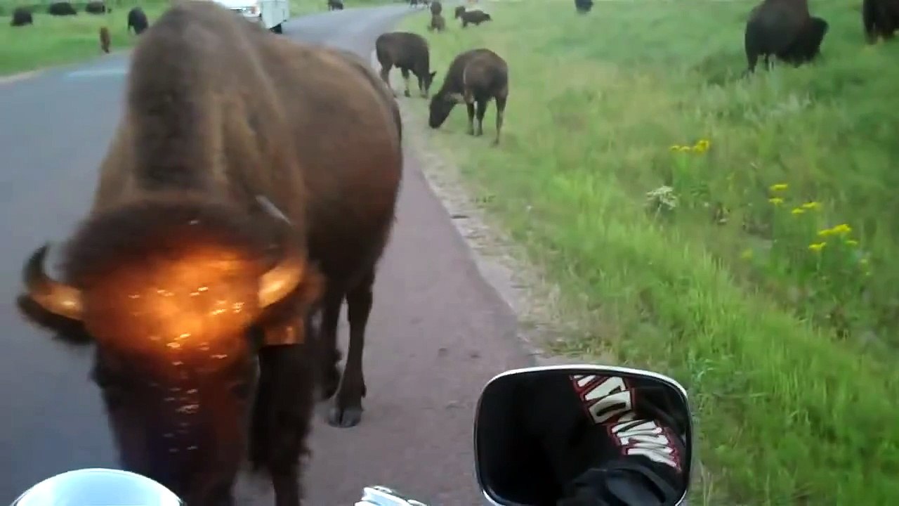 Buffalo Encounter on Motorcycle, Custer, SD 2010