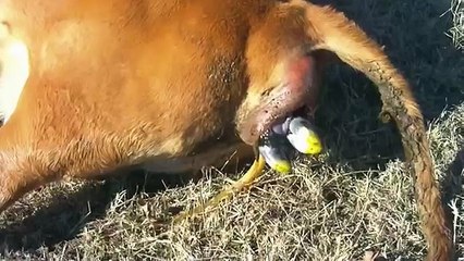 Live Calf Birth Video