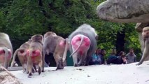 Baboon mother holds the tail of the baby baboon at the Munich Zoo - Tierpark Hellabrunn