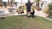 DOG TRAINING - COOL JUMPING DOGS