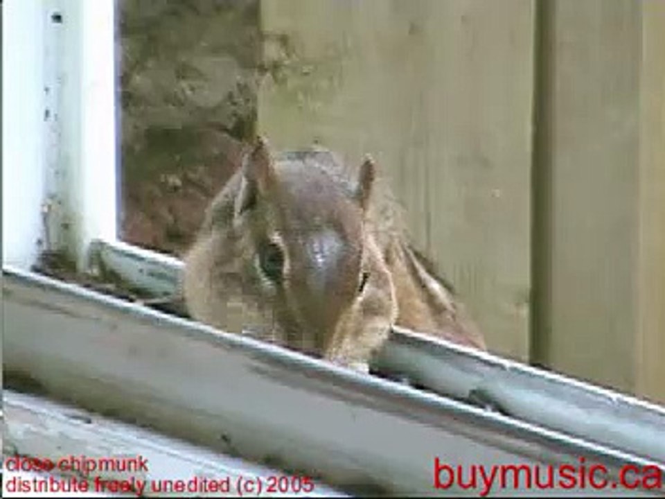 Chipmunk Close-up