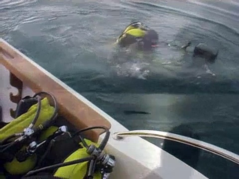 Whale