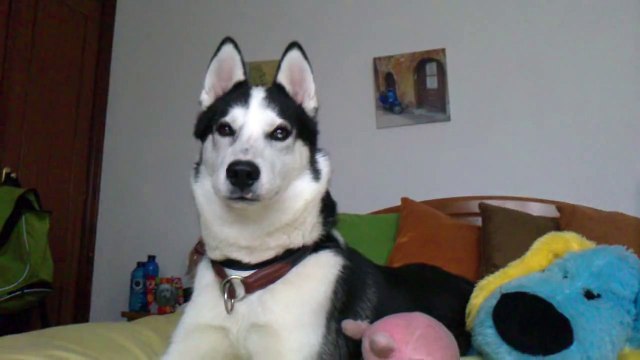 Husky siberiano aullando - Willy/ Siberian husky howling- Willy